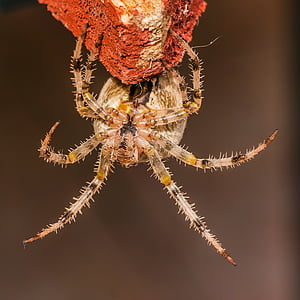 macro photography of brown spider thumbnail