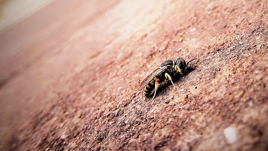 summer, bee, color, outdoors thumbnail