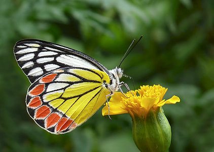 closeup photography of yellow, black, and white butterfly perched on yellow petaled flower thumbnail
