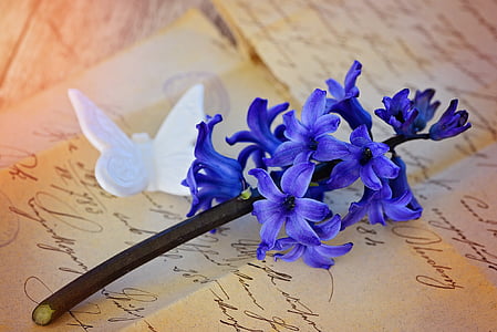 purple hyacinth in bloom close up photo thumbnail