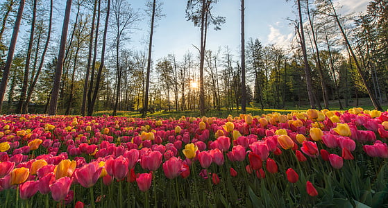 low angle photography of pink tulip flower near forest under calming sky thumbnail