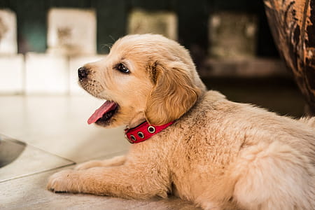 Close-up of Dog Yawning thumbnail