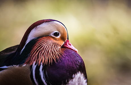 Selective Focus Photography of Bird thumbnail