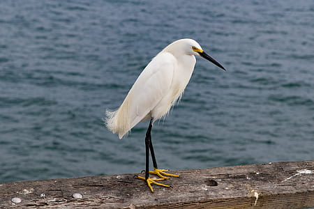 white bird with long beak beside beach thumbnail