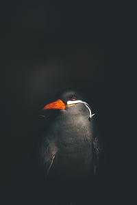 closeup photography of red tip bird thumbnail