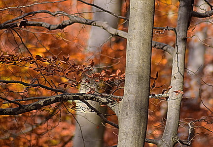 selective focus photography of trees with brown leaves thumbnail
