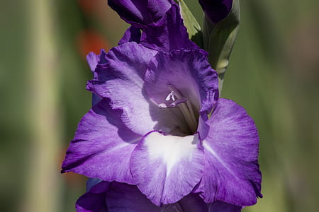 selective focus photography of purple gladiolus flowers thumbnail