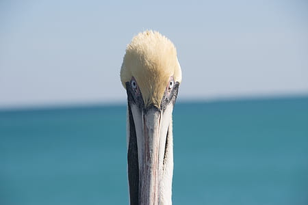 selective focus photo of white bird thumbnail
