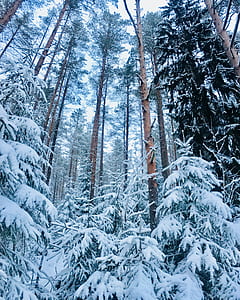 snow covered trees in forest taken during daytime thumbnail