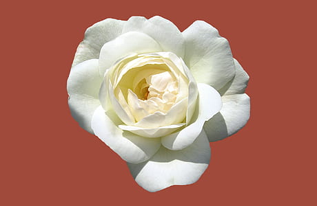 close-up photography of white rose thumbnail
