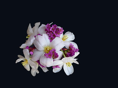 bloomed purple and white petaled flowers thumbnail