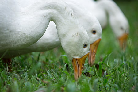 Three White Ducks thumbnail