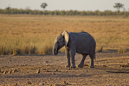 Close-up Photo of Baby Elephant thumbnail