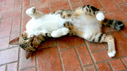 short-coated black, brown, and white cat thumbnail