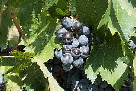 blue berries on tree thumbnail
