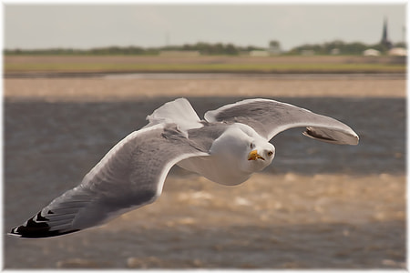 selective focus photo of flying white and gray seagull thumbnail
