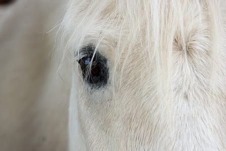 closeup photo of white horse eye thumbnail