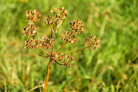 macro photography of green fennel flower thumbnail