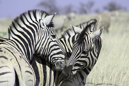 two zebras facing each other thumbnail