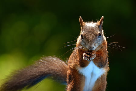 selective focus photography of a squirrel thumbnail