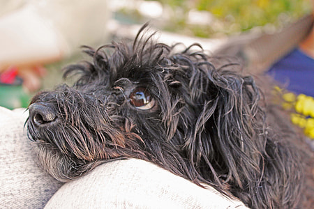 long-coated black puppy lying on brown textile thumbnail