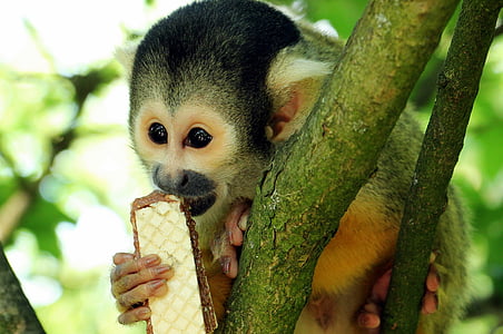 monkey on tree eating wafer during daytime thumbnail