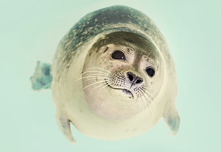 gray sea lion thumbnail