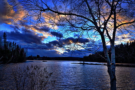 withered tree near body of water thumbnail