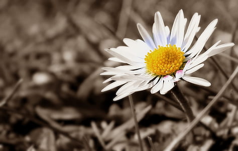 white common daisy thumbnail