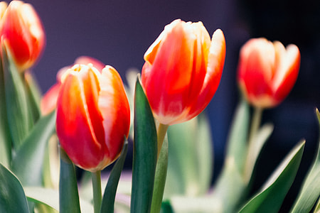 Tulips thumbnail