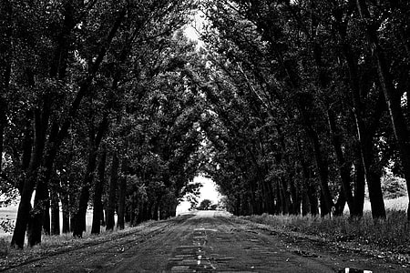 grayscale photography of pathway with tall tress in between thumbnail