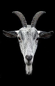 photography of gray ram head with black background thumbnail