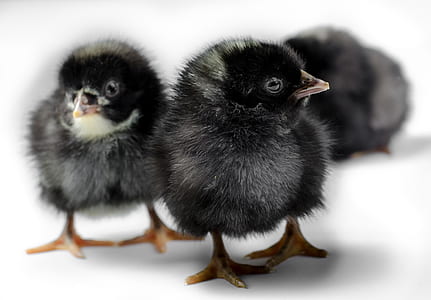 three black chicks thumbnail