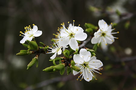 macro shot of white flowers thumbnail