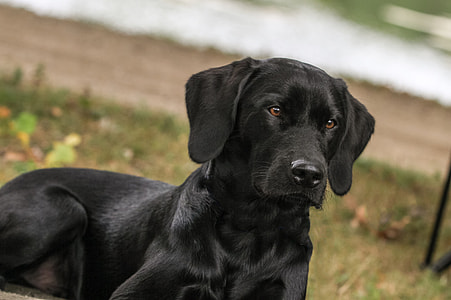 adult black Labrador retriever lying on ground thumbnail