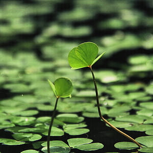 green leafed water lilly thumbnail