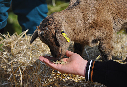 person feeding goat thumbnail