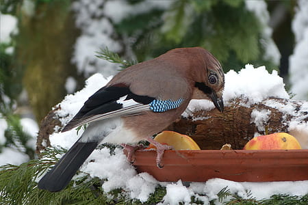 brown and black short beak bird thumbnail