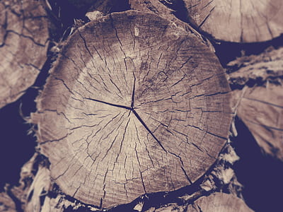 grayscale photo of wood log thumbnail