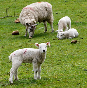 herd of sheep during daytime thumbnail