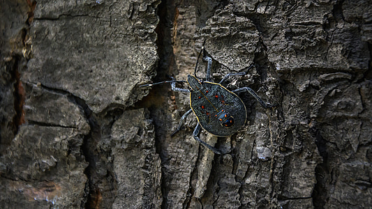 gray and brown bug on gray tree bark thumbnail