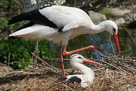 two white storks thumbnail