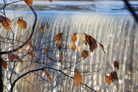 brown leafed tree thumbnail