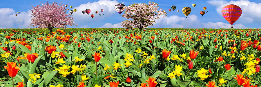 red tulip flower and yellow daffodil flower field thumbnail
