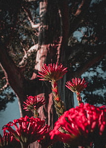 shallow focus photography of red flowers thumbnail