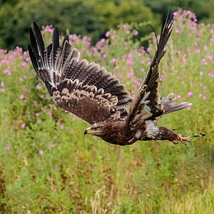 photography of falcon thumbnail
