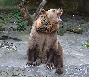 growling brown bear thumbnail
