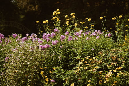 Wildflower Bushes Photo thumbnail