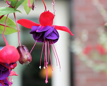 macro photography of purple and red fuchsia flower thumbnail