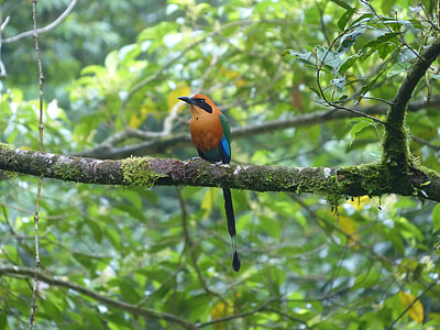 wildlife photography of brown and green bird perched on branch thumbnail